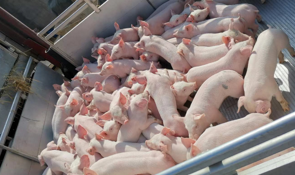 ��������(�й���)���޹�˾����